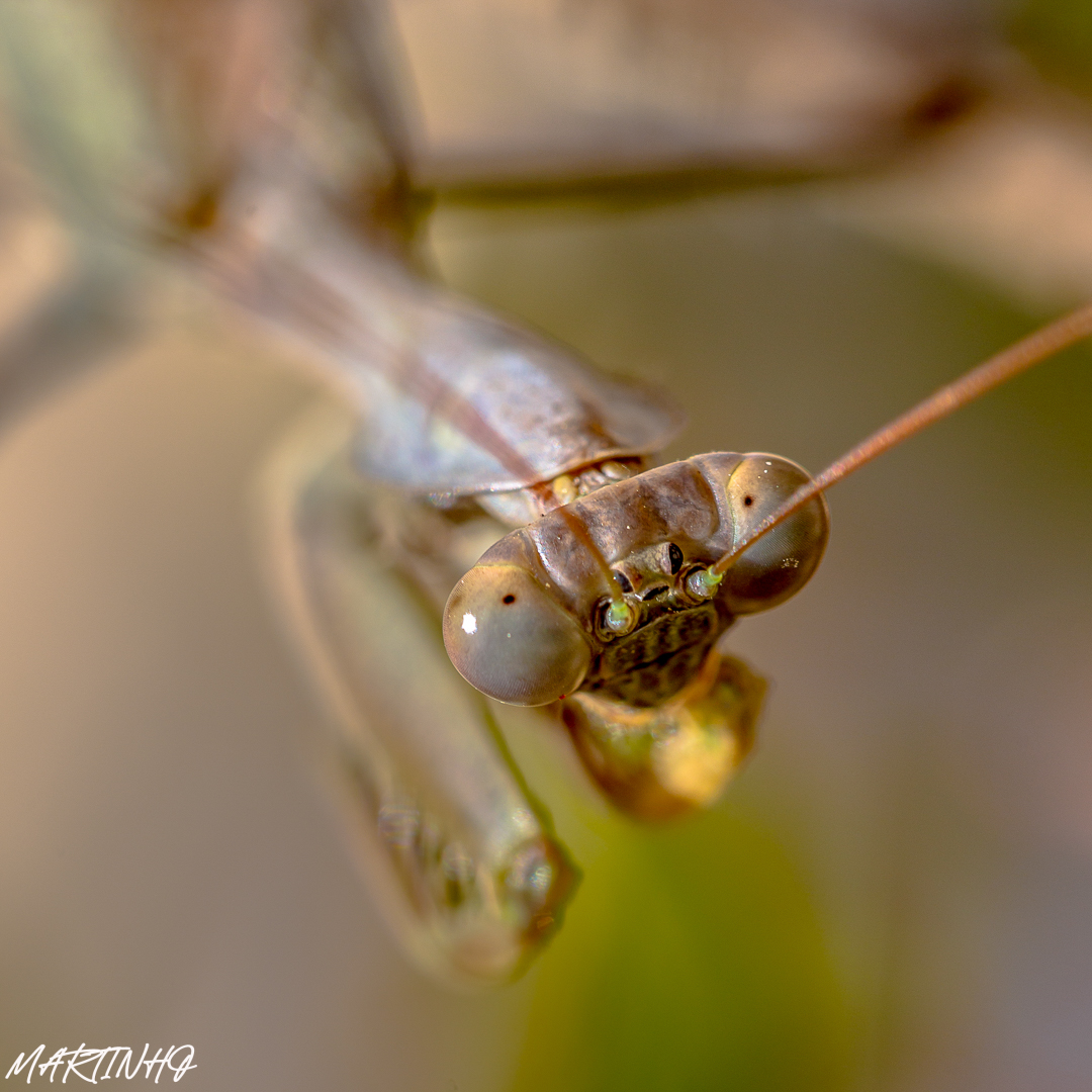 Above Headshot of European praying mantis (Mantis religiosa) is one of the most well-known and widespread species of the order Mantodea, the Mantises.